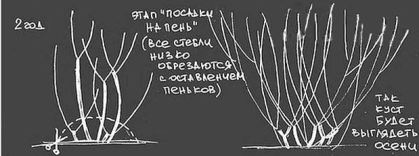 Забор живая изгородь: как вырастить и сформировать