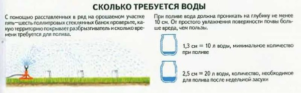 Как сделать газон: виды, подготовка, посадка, уход