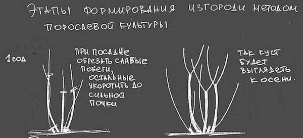 Забор живая изгородь: как вырастить и сформировать